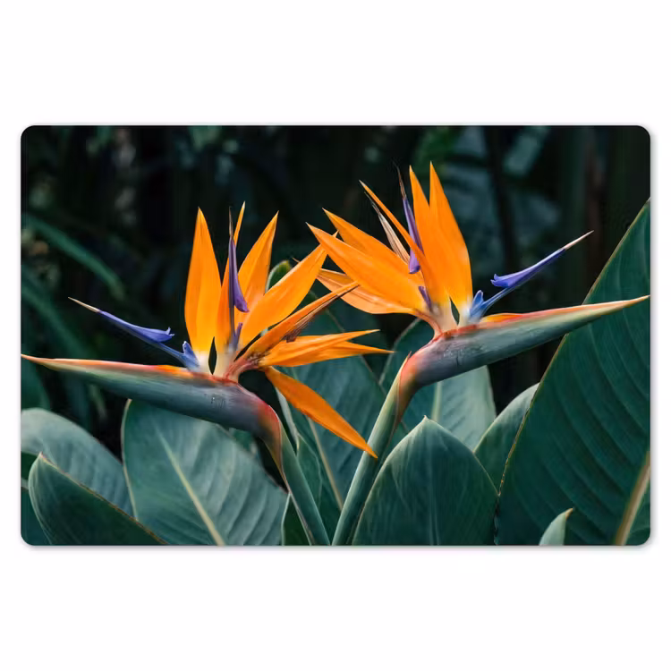 Placemat - 6 stuks - Paradijsvogel - Bloem - Exotisch — 7