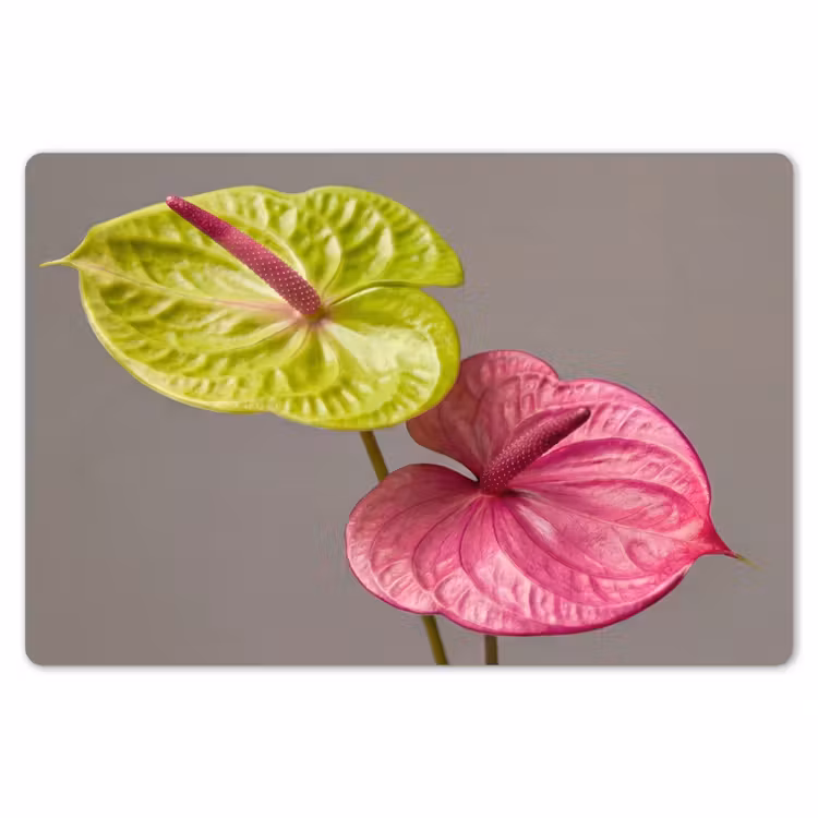 Placemat - 6 stuks - Planten - Anthurium - Groen - Roze — 7