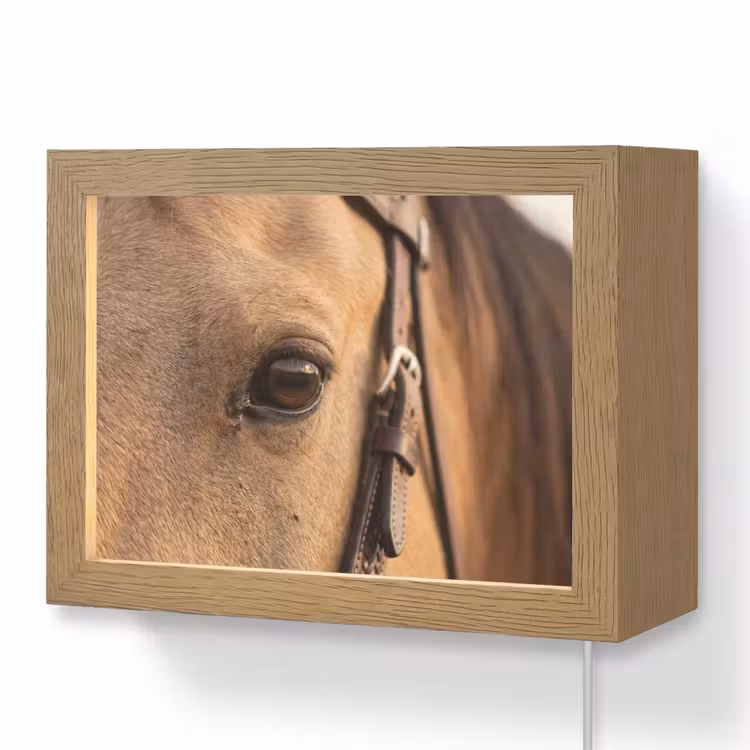 Lightbox - Wandlamp - Paard - Oog - Bruin — 1
