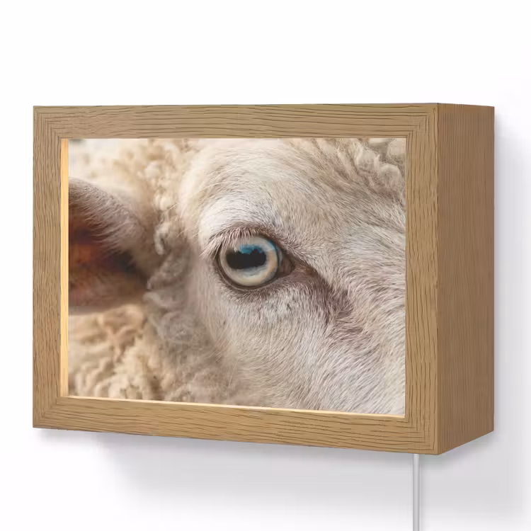 Lightbox - Wandlamp - Schaap - Oog - Wit — 1