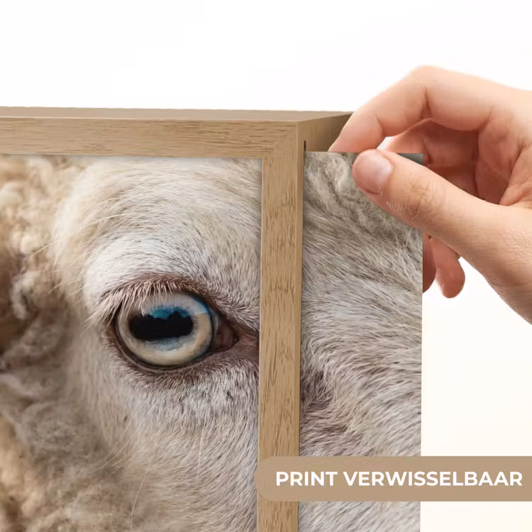 Lightbox - Wandlamp - Schaap - Oog - Wit — 6