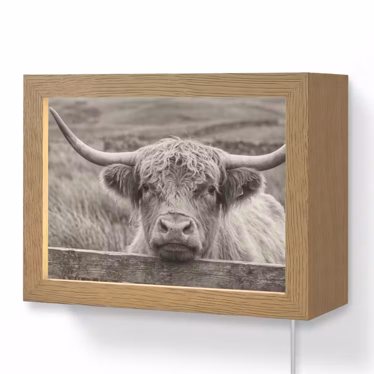 Lightbox - Wandlamp - Schotse hooglander - Zwart - Wit - Hout — 1