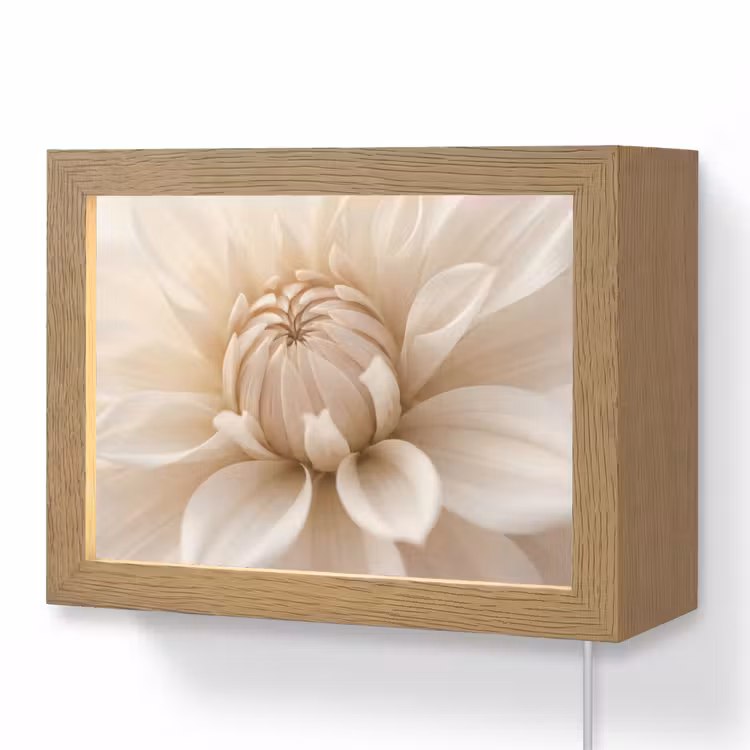 Lightbox - Wandlamp - Bloem - Dahlia - Wit — 1