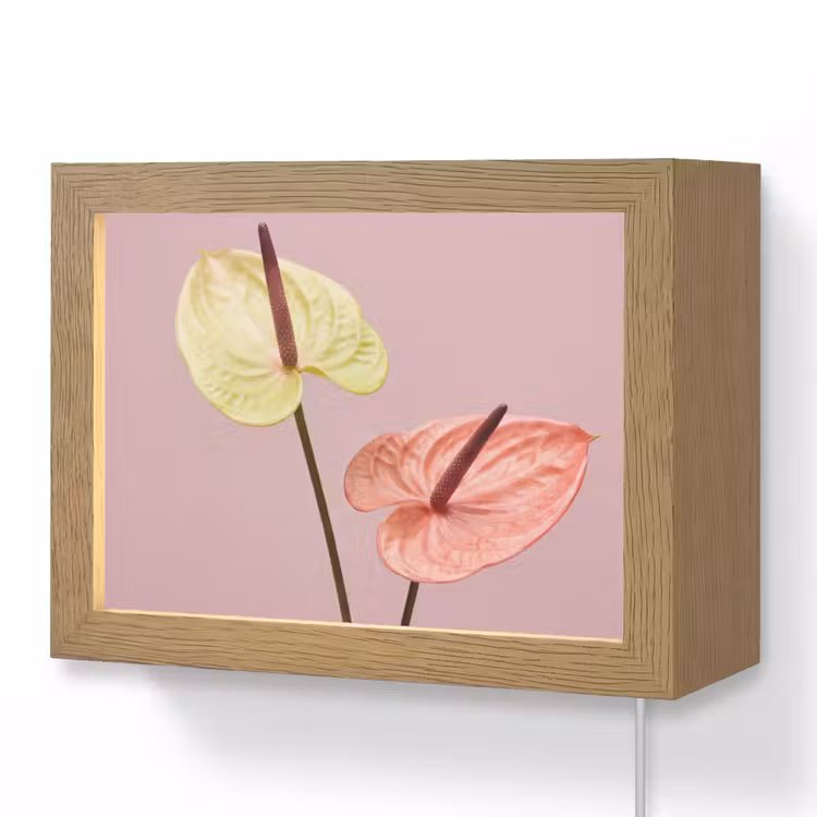 Lightbox - Wandlamp - Bloemen - Anthuriums - Geel - Roze — 1