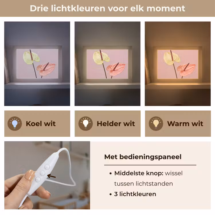 Lightbox - Wandlamp - Bloemen - Anthuriums - Geel - Roze — 7