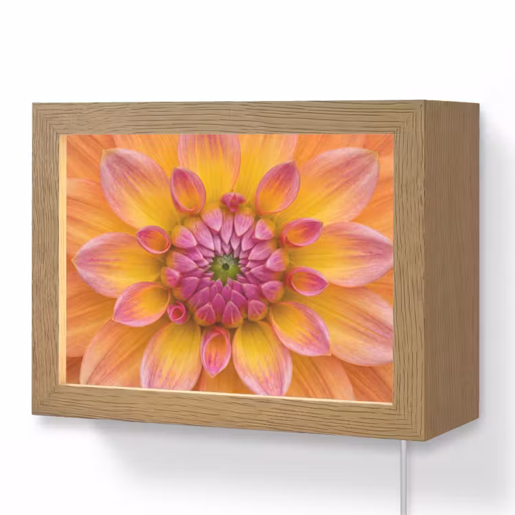 Lightbox - Wandlamp - Dahlia - Bloem - Oranje — 1