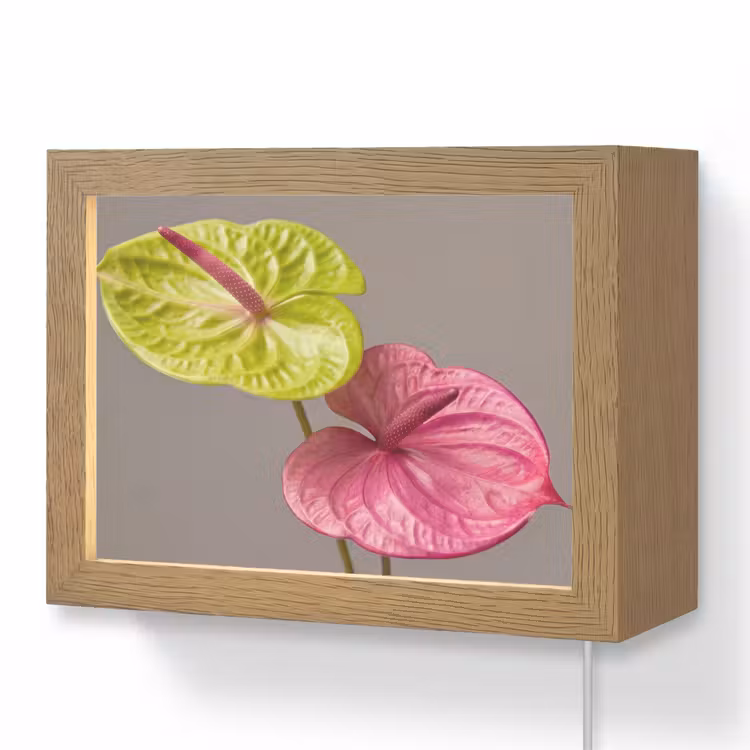 Lightbox - Wandlamp - Planten - Anthurium - Groen - Roze — 1
