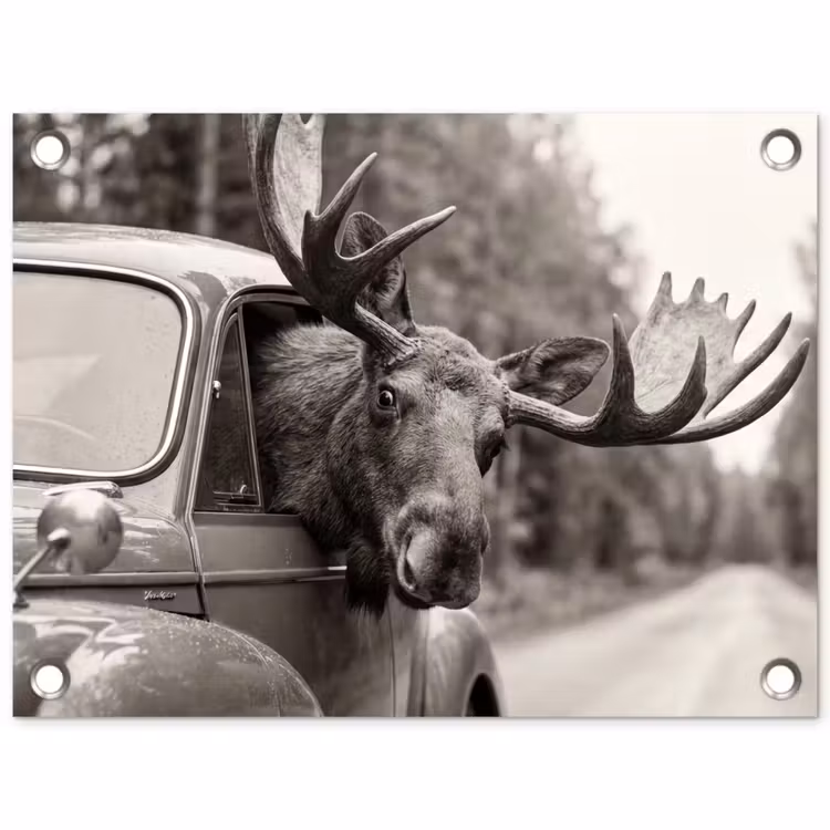 Tuinposter - Eland - Auto - Gewei - Zwart - Wit