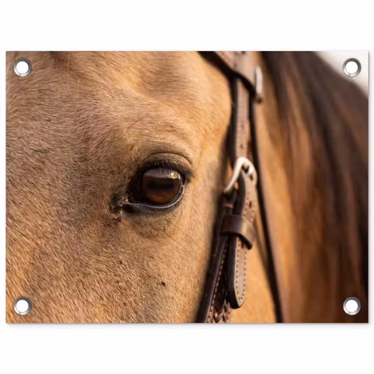 Tuinposter - Paard - Oog - Bruin