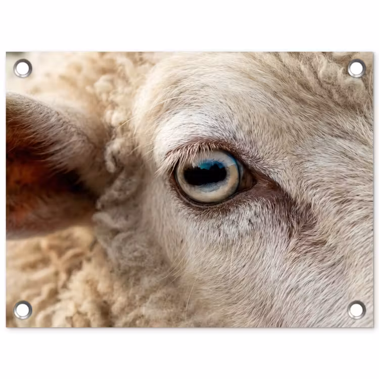 Tuinposter - Schaap - Oog - Wit