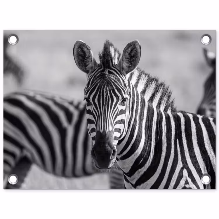 Tuinposter - Zebra's - Zwart - Wit