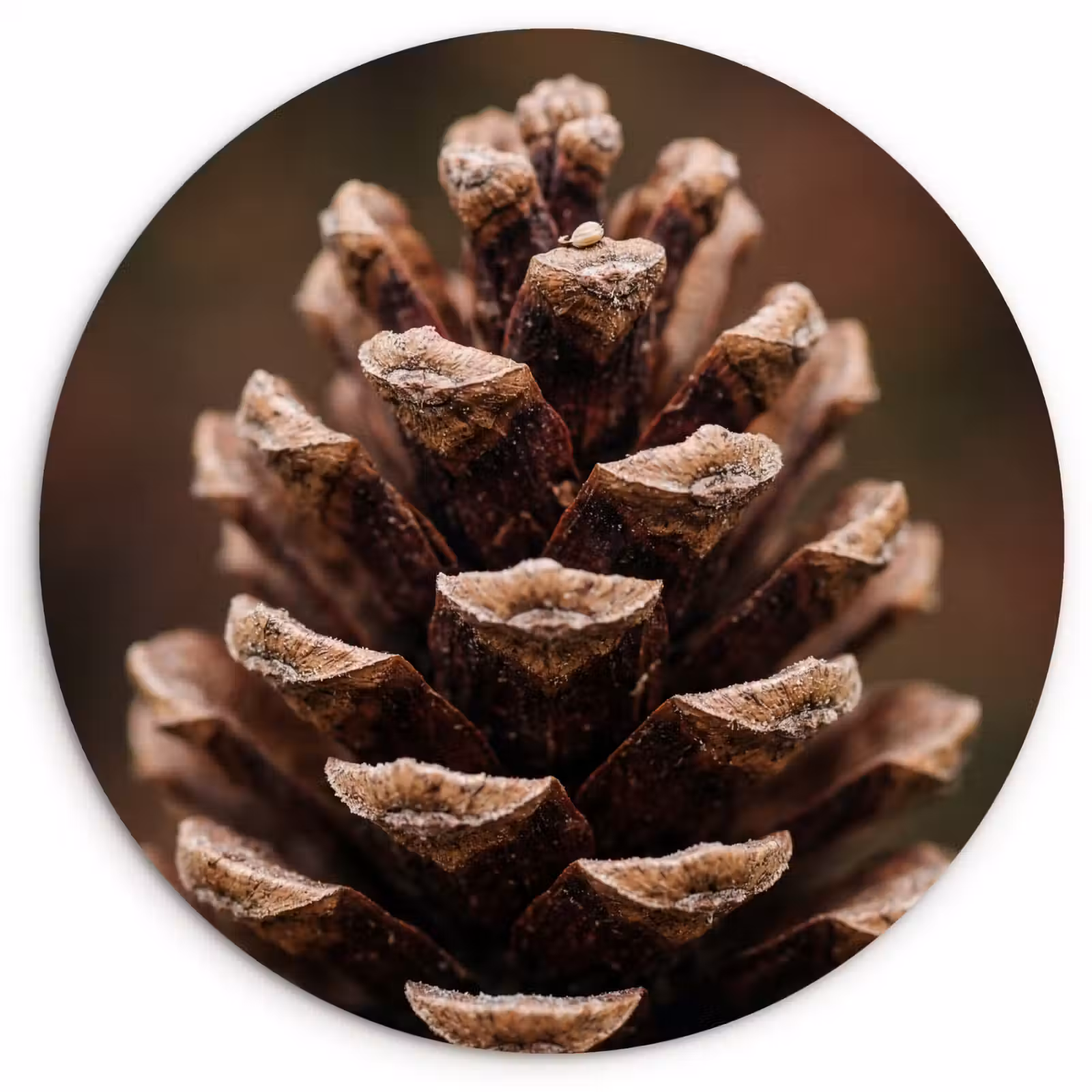 Muurcirkel - Dennenappel - Bos - Herfst - Bruin - Sfeervol — 1