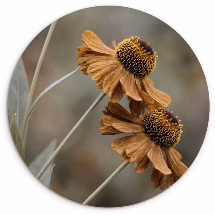 Muurcirkel - Zonnehoed - Droogbloemen - Geel - Warm