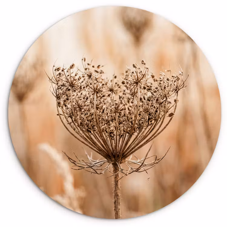 Muurcirkel - Schermbloem - Droogbloem - Winter - Beige - Minimalistisch