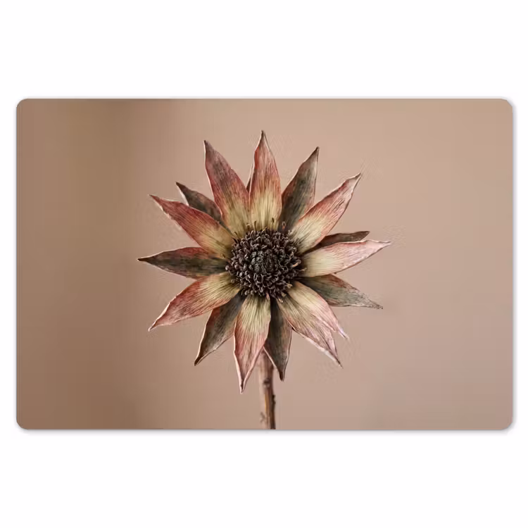Placemat - 6 stuks - Droogbloem - Protea - Vintage - Beige - Rustiek — 7