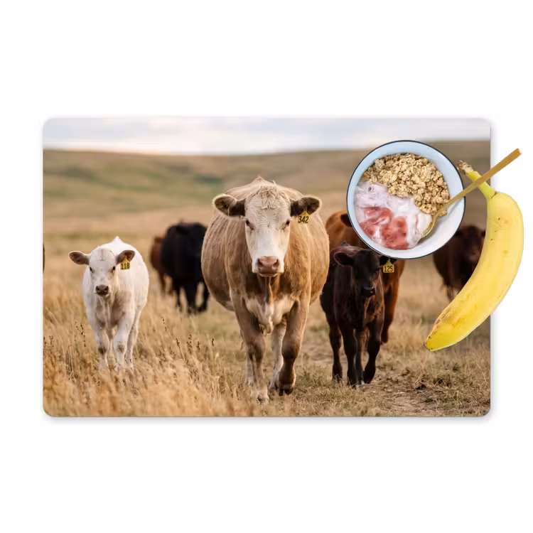 Placemat - 6 stuks - Runderen - Kudde - Landschap - Weide - Rustig