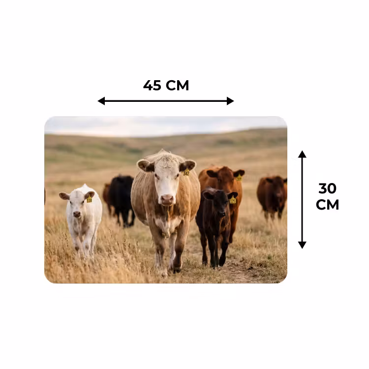 Placemat - 6 stuks - Runderen - Kudde - Landschap - Weide - Rustig — 3