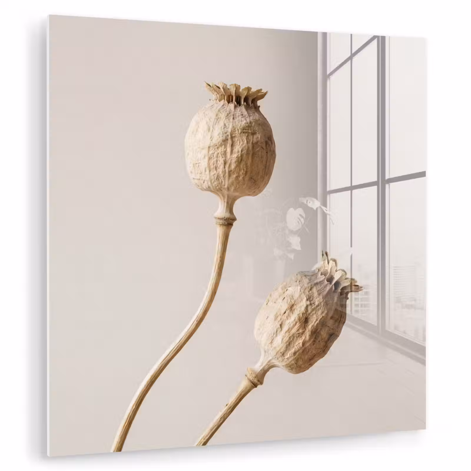 Glas schilderij - Papaverbollen - Droogbloemen - Minimalistisch - Beige - Rustig — 1