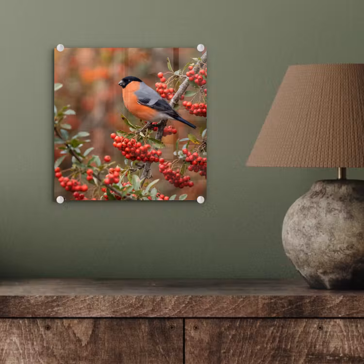 Glas schilderij - Goudvink - Bessen - Herfst - Natuur - Kleurrijk — 4