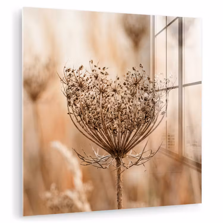 Glas schilderij - Schermbloem - Droogbloem - Winter - Beige - Minimalistisch
