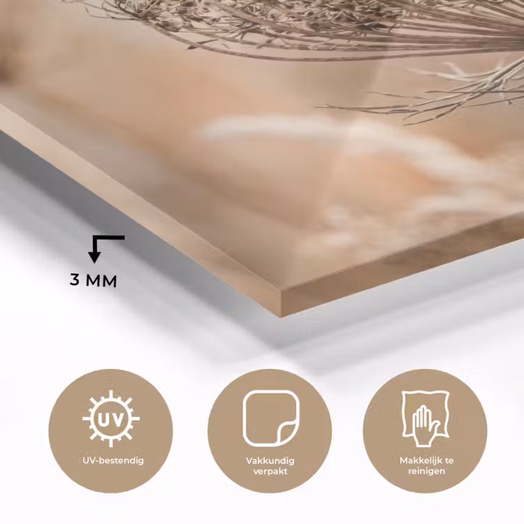Glas schilderij - Schermbloem - Droogbloem - Winter - Beige - Minimalistisch — 3