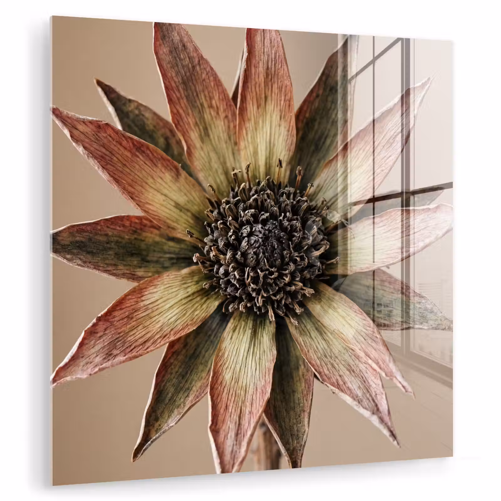 Glas schilderij - Droogbloem - Protea - Vintage - Beige - Rustiek — 1