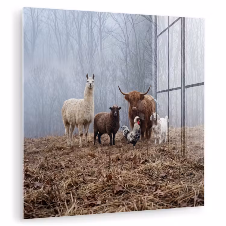 Glas schilderij - Boerderijdieren - Groep - Mist - Natuur - Rustiek