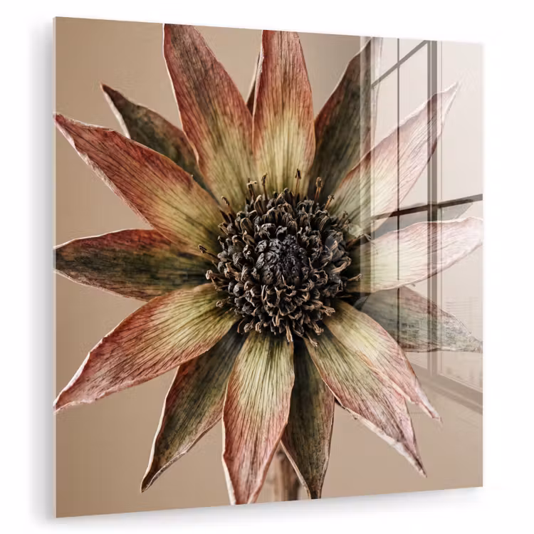 Glas schilderij - Droogbloem - Protea - Vintage - Beige - Rustiek