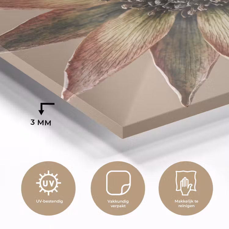 Glas schilderij - Droogbloem - Protea - Vintage - Beige - Rustiek — 3