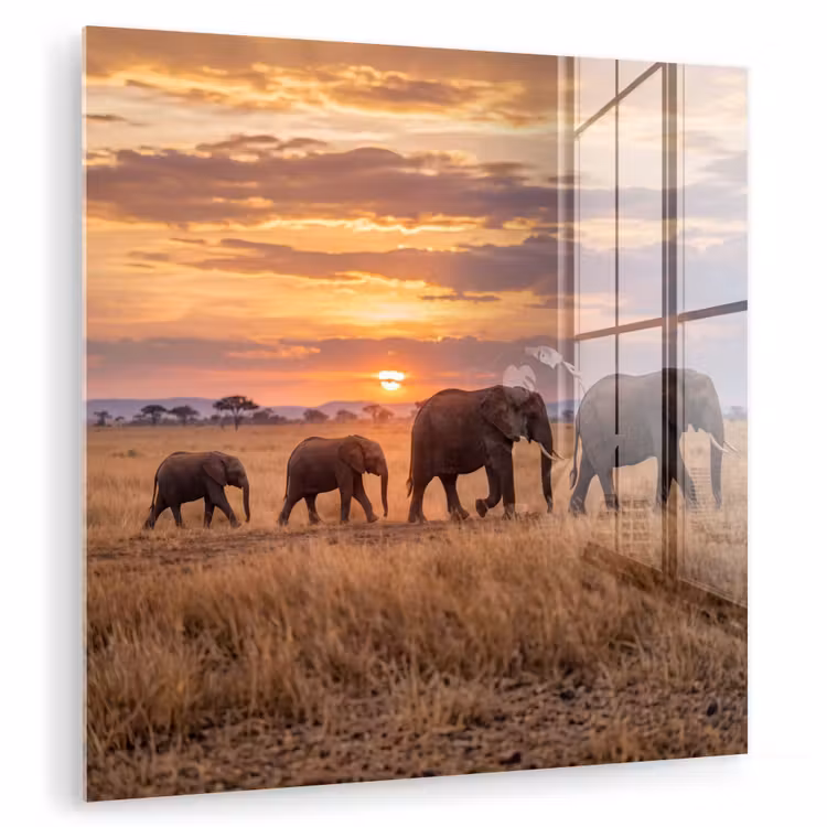 Glas schilderij - Olifanten - Savanne - Zonsondergang - Afrika - Warm