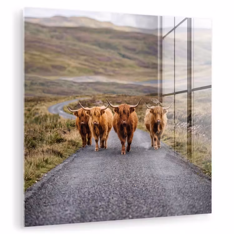 Glas schilderij - Schotse Hooglanders - Weg - Landschap - Kudde