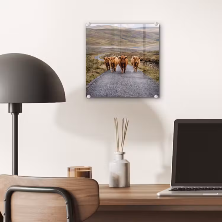 Glas schilderij - Schotse Hooglanders - Weg - Landschap - Kudde — 7