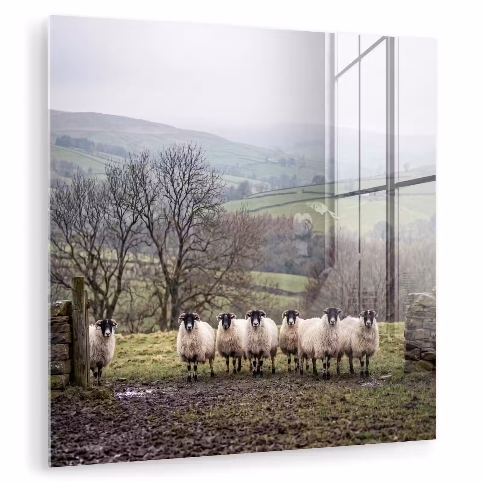 Glas schilderij - Schapen - Rij - Weide - Dieren - Platteland — 1