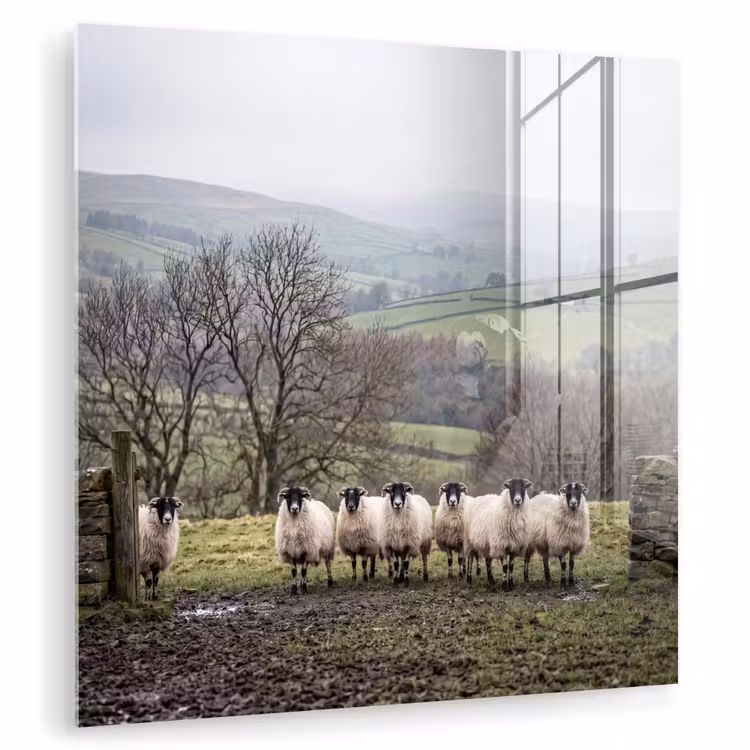 Glas schilderij - Schapen - Rij - Weide - Dieren - Platteland