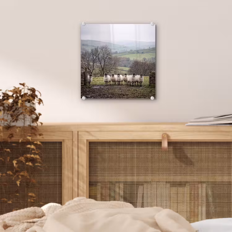 Glas schilderij - Schapen - Rij - Weide - Dieren - Platteland — 5