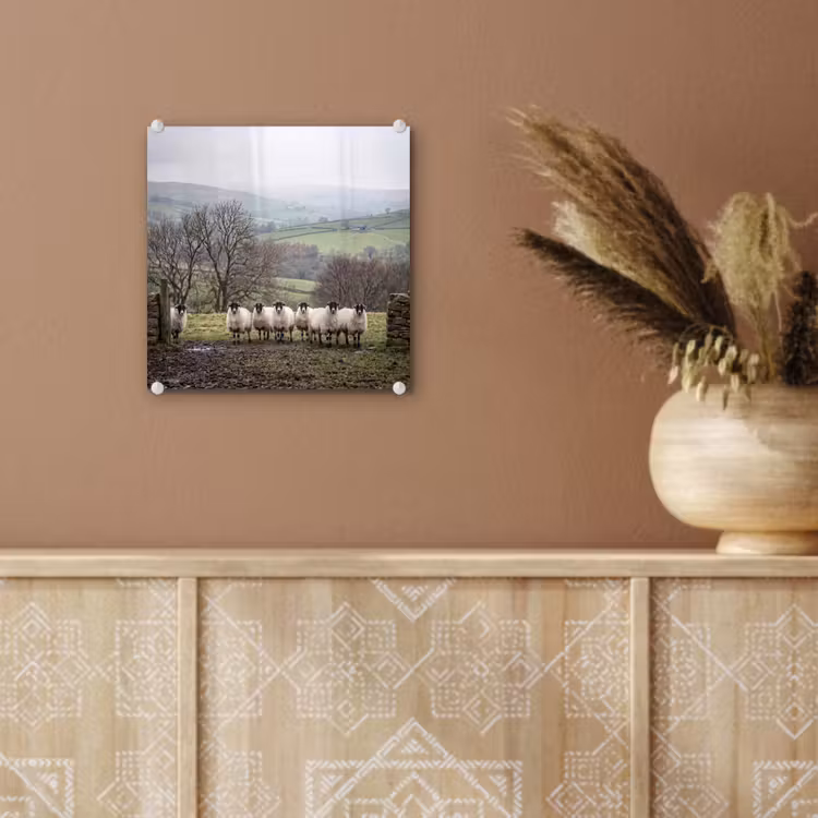 Glas schilderij - Schapen - Rij - Weide - Dieren - Platteland — 6