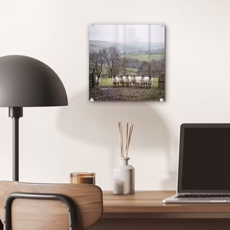 Glas schilderij - Schapen - Rij - Weide - Dieren - Platteland — 7