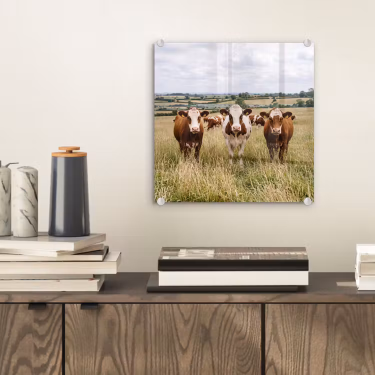 Glas schilderij - Koeien - Portret - Weide - Boerderij - Nieuwsgierig — 2
