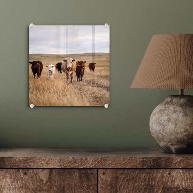 Glas schilderij - Runderen - Kudde - Landschap - Weide - Rustig — 4