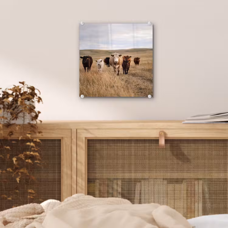 Glas schilderij - Runderen - Kudde - Landschap - Weide - Rustig — 5
