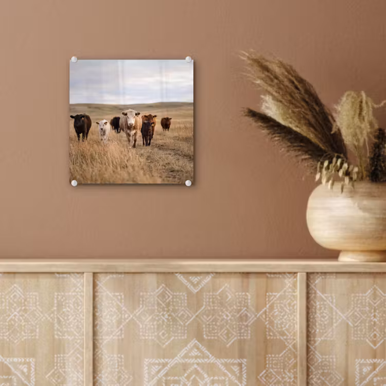 Glas schilderij - Runderen - Kudde - Landschap - Weide - Rustig — 6
