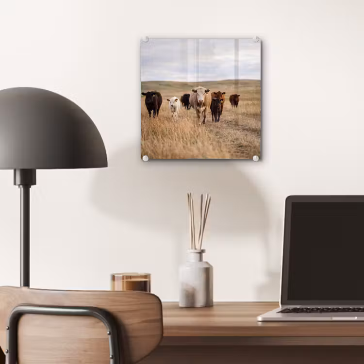 Glas schilderij - Runderen - Kudde - Landschap - Weide - Rustig — 7