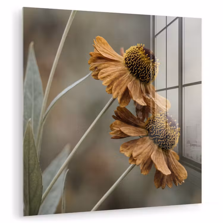Glas schilderij - Zonnehoed - Droogbloemen - Geel - Warm