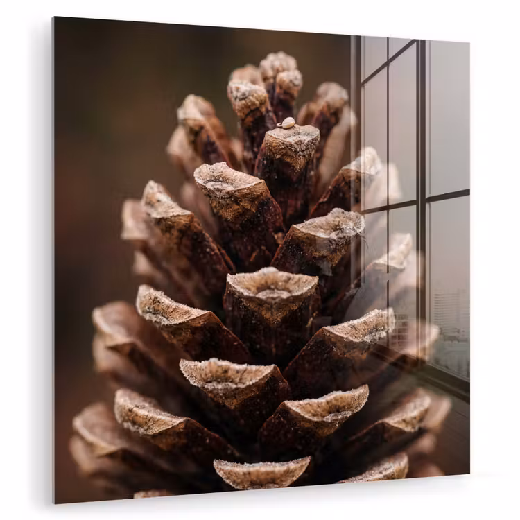 Glas schilderij - Dennenappel - Bos - Herfst - Bruin - Sfeervol