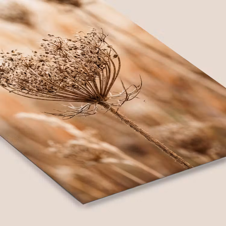 Poster met lijst - Schermbloem - Droogbloem - Winter - Beige - Minimalistisch — 7