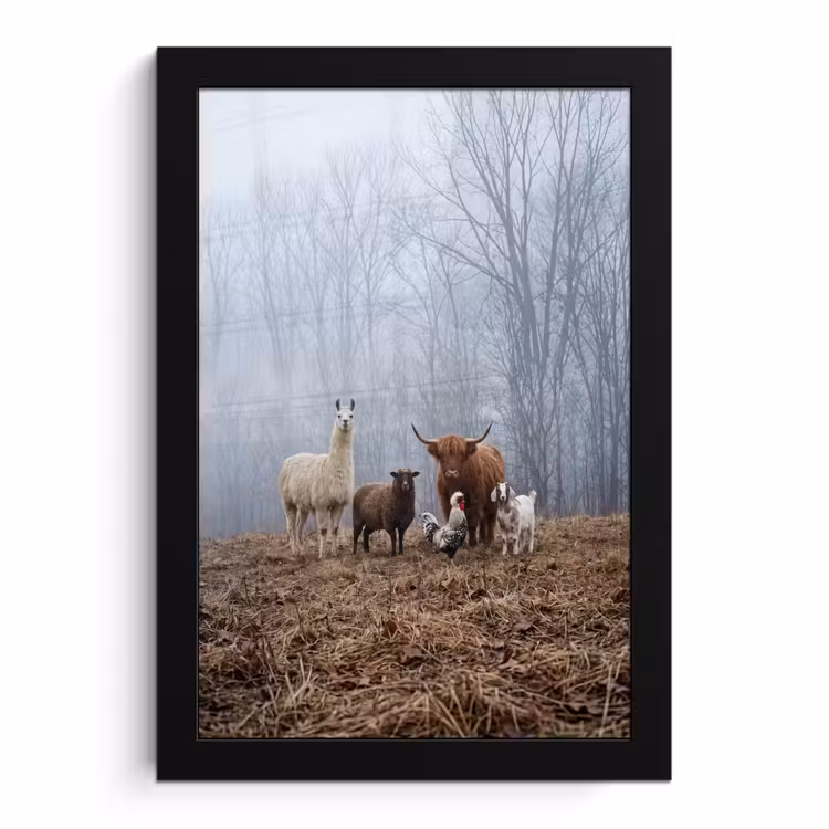 Poster met lijst - Boerderijdieren - Groep - Mist - Natuur - Rustiek