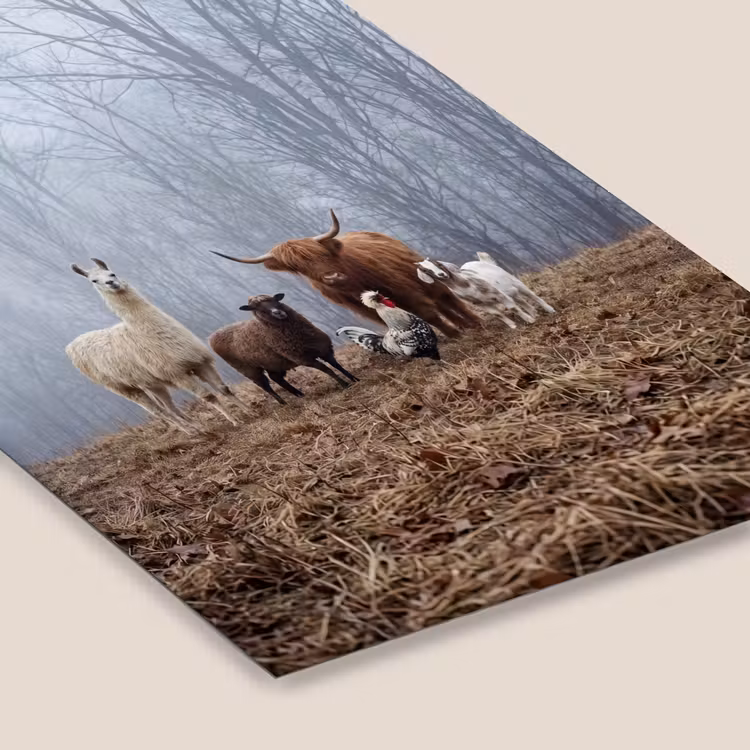 Poster met lijst - Boerderijdieren - Groep - Mist - Natuur - Rustiek — 7