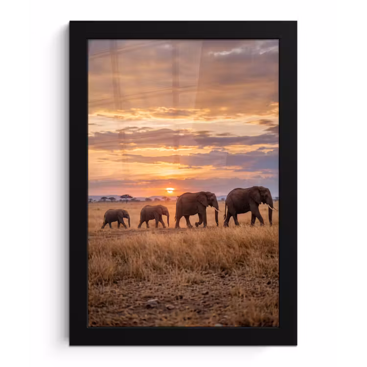 Poster met lijst - Olifanten - Savanne - Zonsondergang - Afrika - Warm