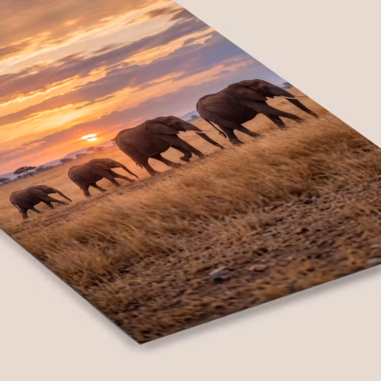 Poster met lijst - Olifanten - Savanne - Zonsondergang - Afrika - Warm — 7