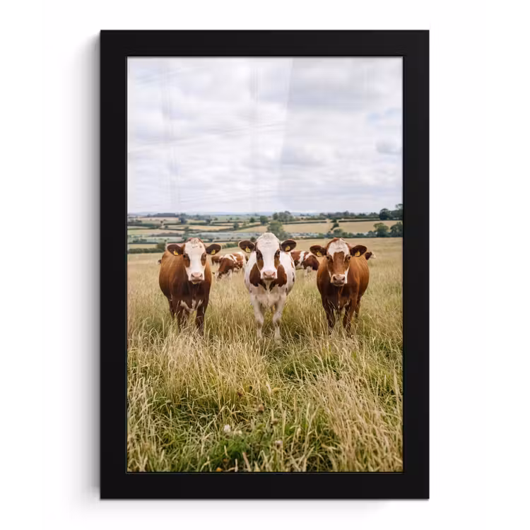Poster met lijst - Koeien - Portret - Weide - Boerderij - Nieuwsgierig